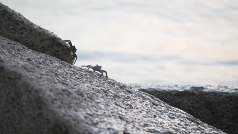 two crabs walking along rocks in front of ocean, waves splashing over them