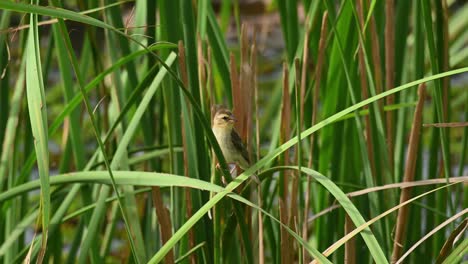 asian golden weaver, ploceus hypoxanthus