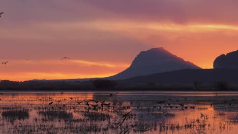 dawn skies over wetlands with flock of birds flying