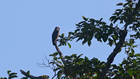 crested serpent eagle, spilornis cheela, 4k footage, kaeng krachan national park, thailand