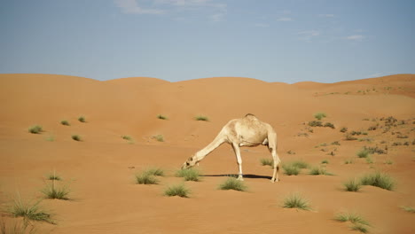 camello comiendo en el desierto de wahabi sands de omán, arabia