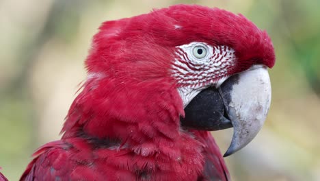 close-up shot of curious red-and-green macaw, staring straight at camera