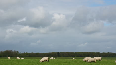 Pan-De-Ovejas-Británicas-Pastando-En-Un-Campo-De-Hierba-En-Inglaterra