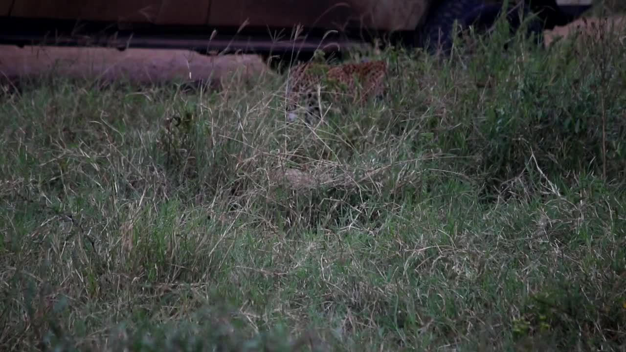 사파리 차량은 사바나에서 표범 산책을 방해