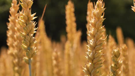 Barley-sunset-played-with-sunlight