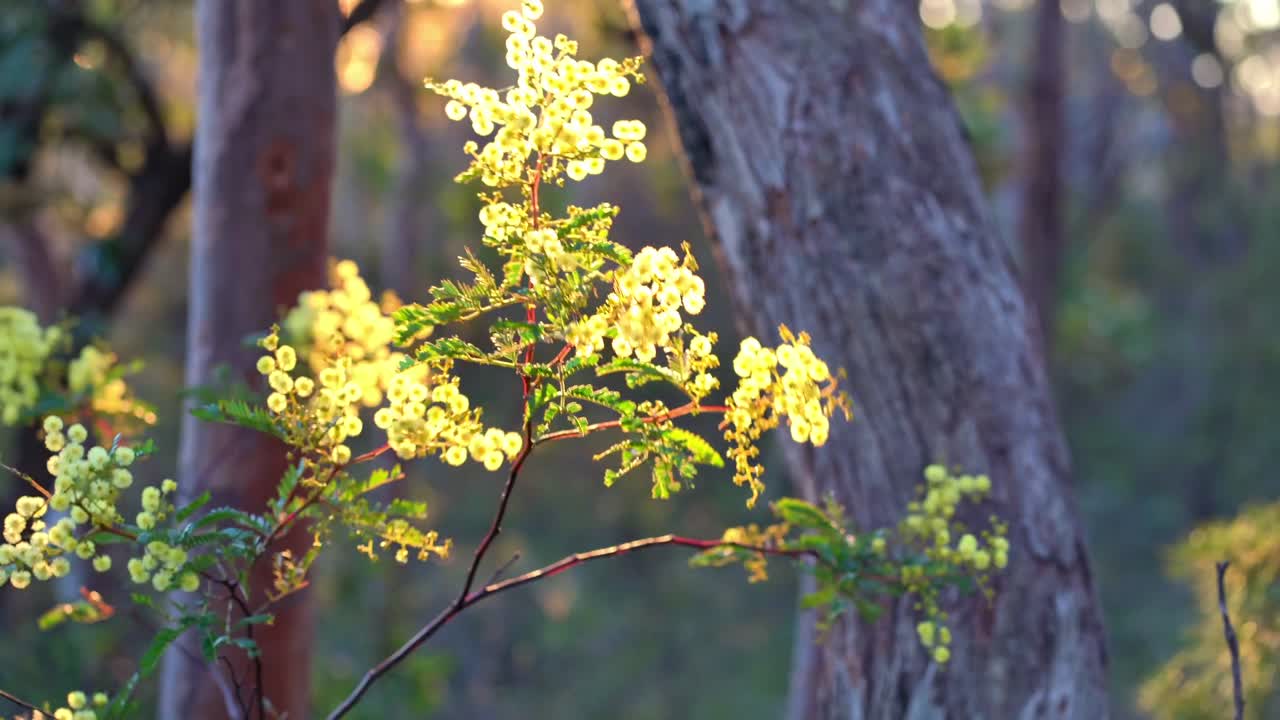 wattle dorado soplando en el viento durante un hermoso amanecer