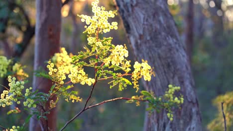 golden wattle blowing in the wind during a beautiful sunrise