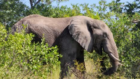 Enorme-Elefante-Caminando-Entre-Arbustos-En-La-Sabana-Del-Parque-Nacional-Kruger,-Sudáfrica