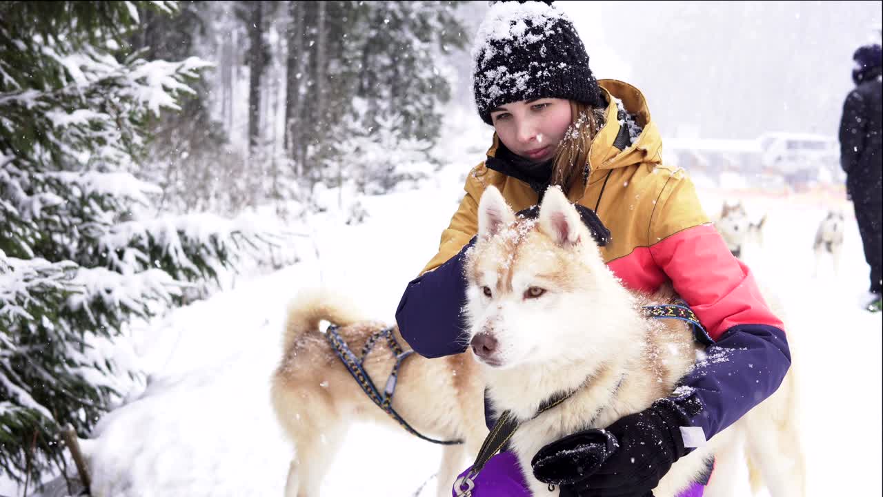 개를 안고 있는 아름다운 소녀. 시베리아 허스키를 가진 소녀