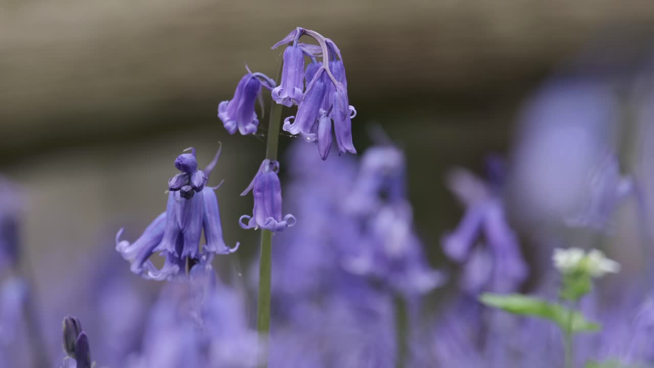 flores silvestres de campanillas en plena floración y bosques ingleses en una suave brisa