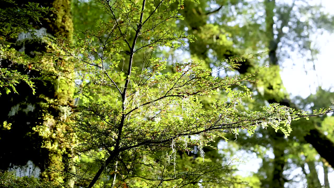 Lush green foliage under dappled sunlight in a tranquil forest setting, captured with gentle camera movement