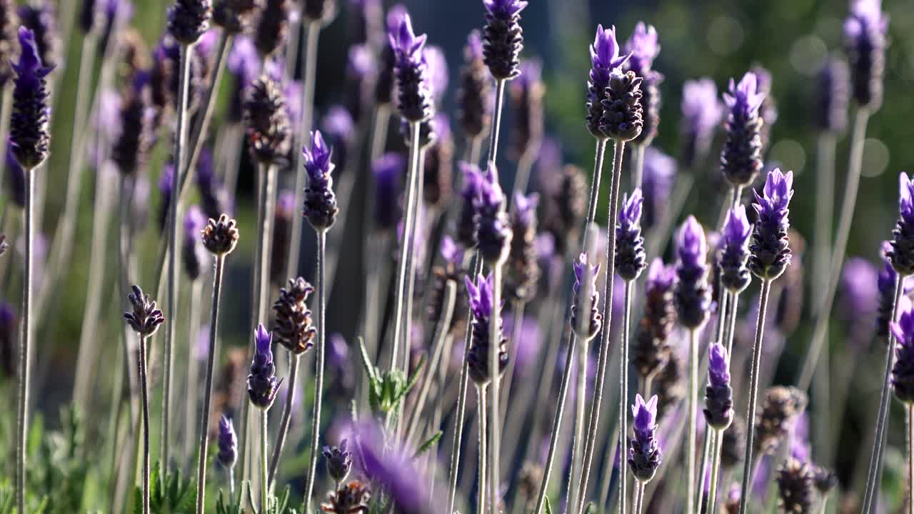 Campi di lavanda in Nuova Zelanda