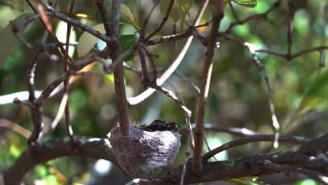 Little-willie-wagtail,-rhipidura-leucophrys-chicks-roosting-in-a-cup-like-nest-on-a-tree-branch,-territorial-and-protective-mother-bringing-food-to-its-offsprings-and-guarding-the-home,-close-up-shot