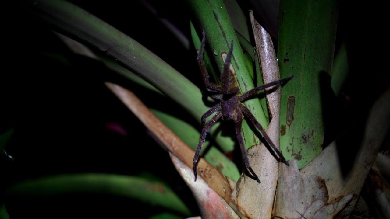Static close up shot of a large spider camouflaged on a tropical plant illuminated by flashlight in the Colombian Amazon rainforest at night.