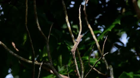 Flying-Lizard,-Draco