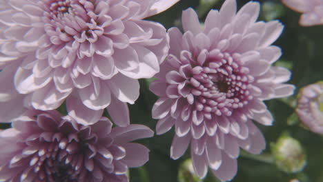 hermosa cabeza de flor rosa pálido cerca y en cámara lenta, panorámica hacia arriba