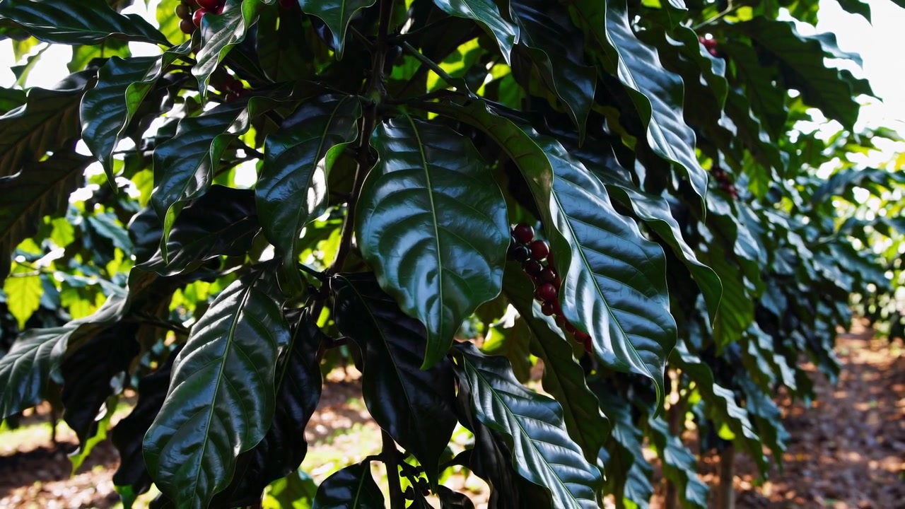 Cerezas de café rojas maduras creciendo en una planta de café