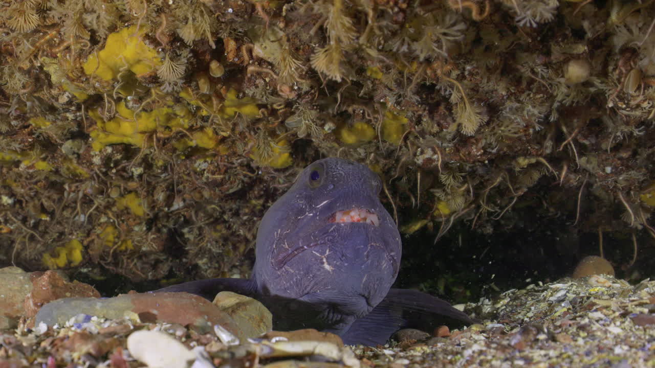 el pez anguila lobo atlántico se esconde en su guarida en aguas frías atlántico canadá