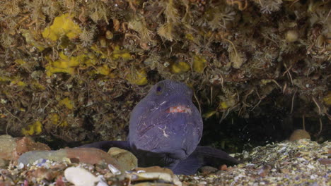 Atlantischer-Wolfsaalfisch-Versteckt-Sich-In-Seiner-Höhle-Im-Kalten-Wasser-Im-Atlantik-Kanadas