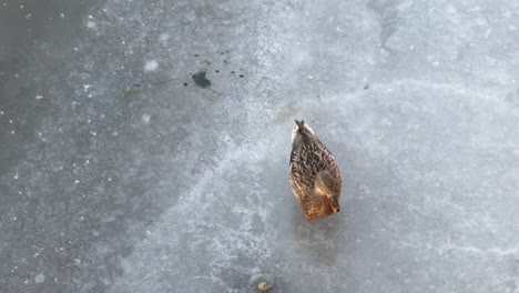 female mallard duck walking on frozen ice
