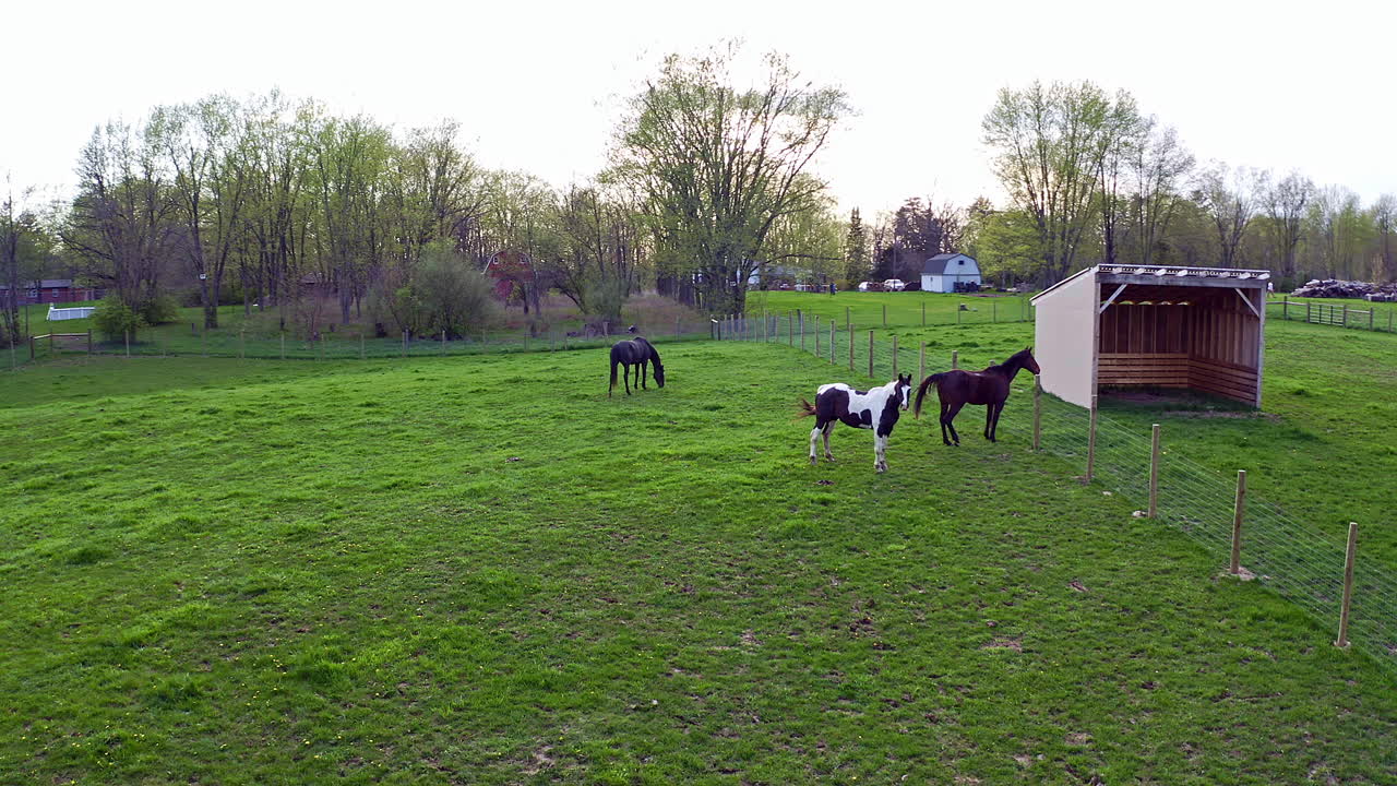 vista aérea de caballos en el campo