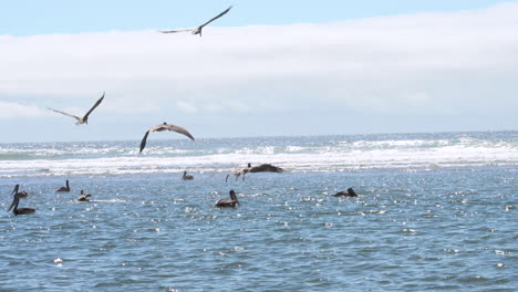 pelícanos marrones volando bajo sobre aguas poco profundas del océano pacífico cazando peces