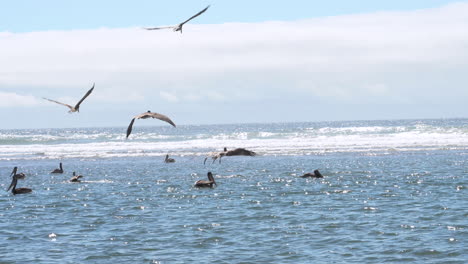 brown pelicans flying low over pacific ocean shallows hunting for fish