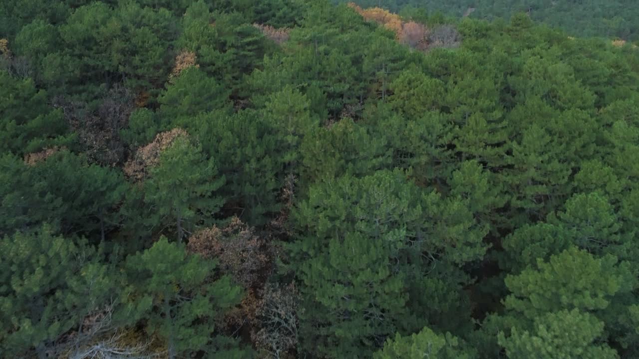 Aerial View of a Pine Forest