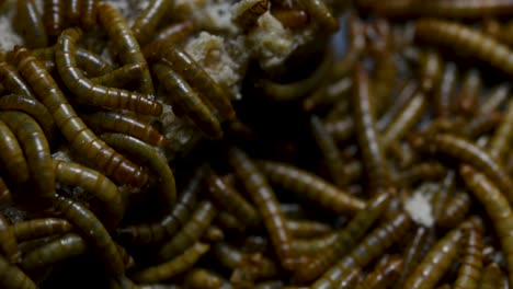 el gusano de la harina es una especie de escarabajo oscuro que se usa para alimentar mascotas como peces, serpientes, pájaros y ranas