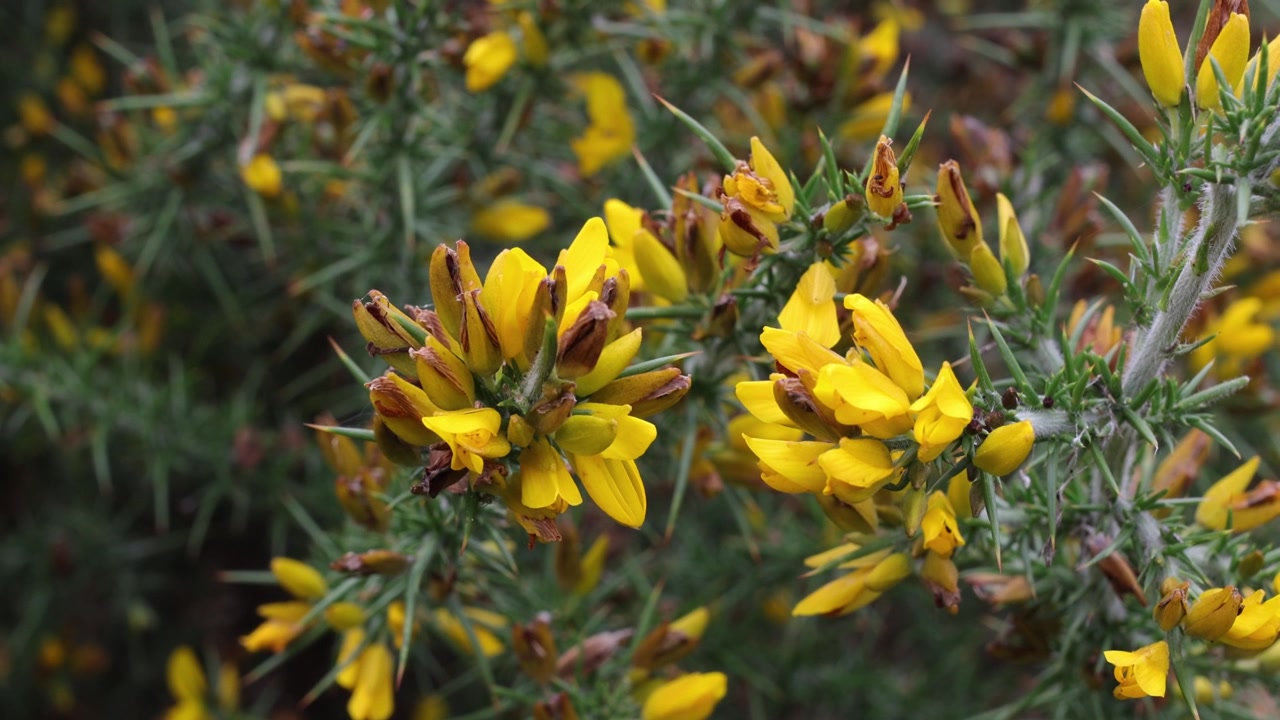 Bright yellow Gorse flowers, Ulex europaeus, moving in a light breeze in Autumn. UK