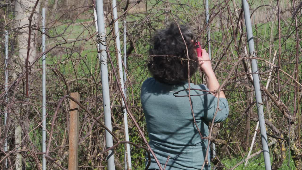 Strong independent caucasian Italian farmer prunes vines during late winter dormancy among bare rows in Martani hills, preserving tradition and quality grape production under soft seasonal light