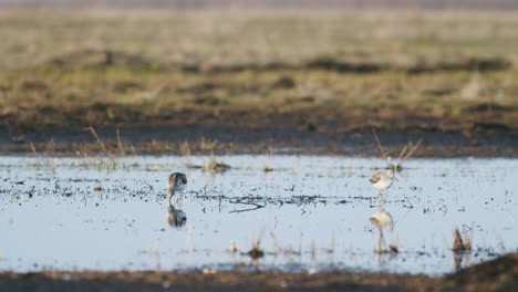 common greenshank feeding during spring migration flooded meadow wetlands