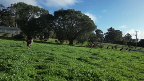 Aerial-following-shot-of-jumping-kangaroos-on-grass-field-during-sunny-day-in-Australia,-slow-motion