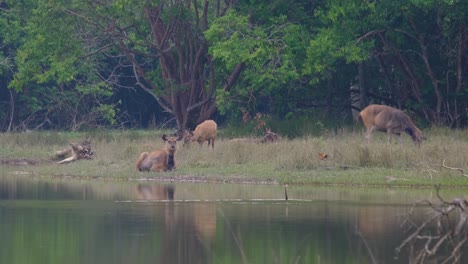 ciervo sambar, rusa unicolor y dardo, anhinga, tailandia