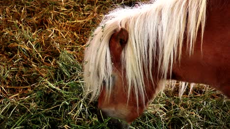 pony horse feeding