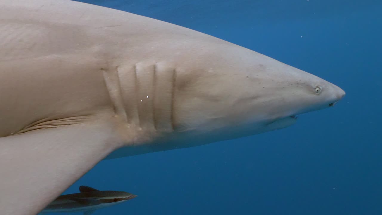 tiburón con cicatrices épicas se encuentra cara a cara con cámara lenta limón