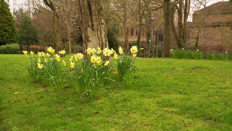 4k de cerca en un narciso amarillo y blanco comúnmente conocido como narciso o jonquil temblando en el viento