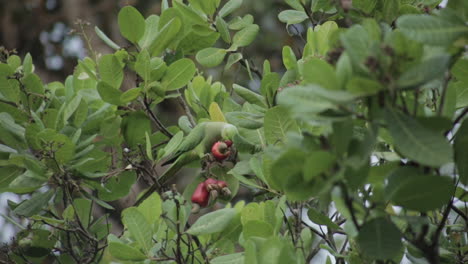 Nahaufnahme-Eines-Halsbandsittichs,-Der-Reife-Cashewnüsse-Vom-Baum-Isst