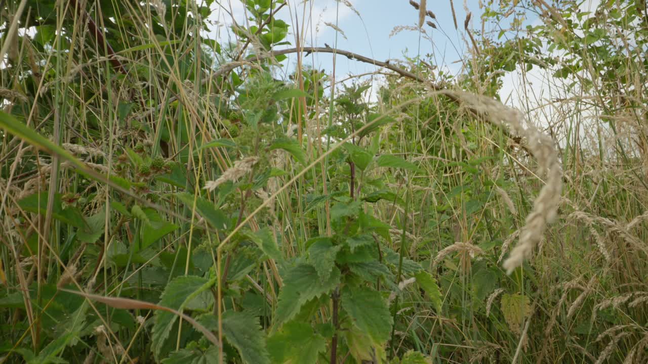 Common nettle leaves swaying gently in breeze establishing natural insect detailed life feeding and crawling