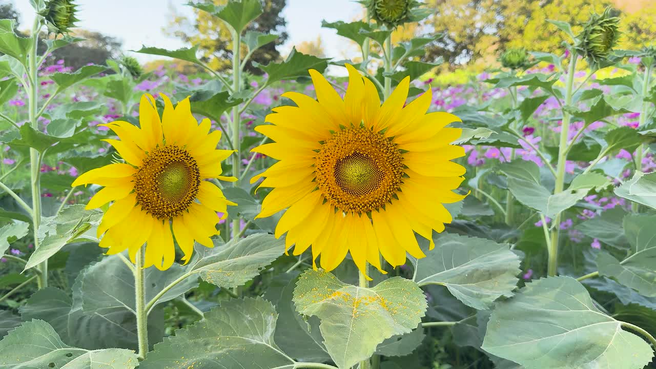 꽃은 활기찬 정원에서 부드럽게 흔들립니다.