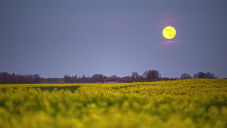 Bright-full-moon-setting-down-behind-bright-rapeseed-field,-time-lapse-view
