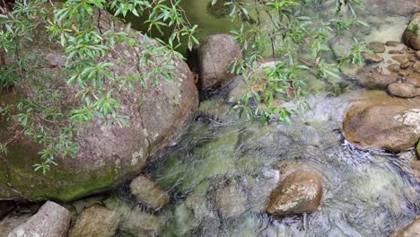 A tranquil stream flows over rocks in Mossman Gorge, surrounded by lush greenery. Natural lighting enhances the serene atmosphere