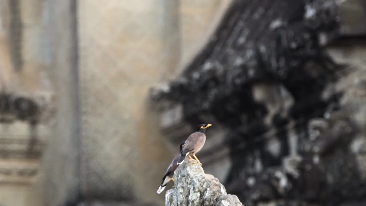 Coppia di maina comuni che volano da una pietra nel parco archeologico di Angkor, slow motion