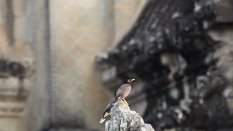 Pair-of-common-Myna-birds-flying-from-stone-in-Angkor-archeology-park,-slow-motion