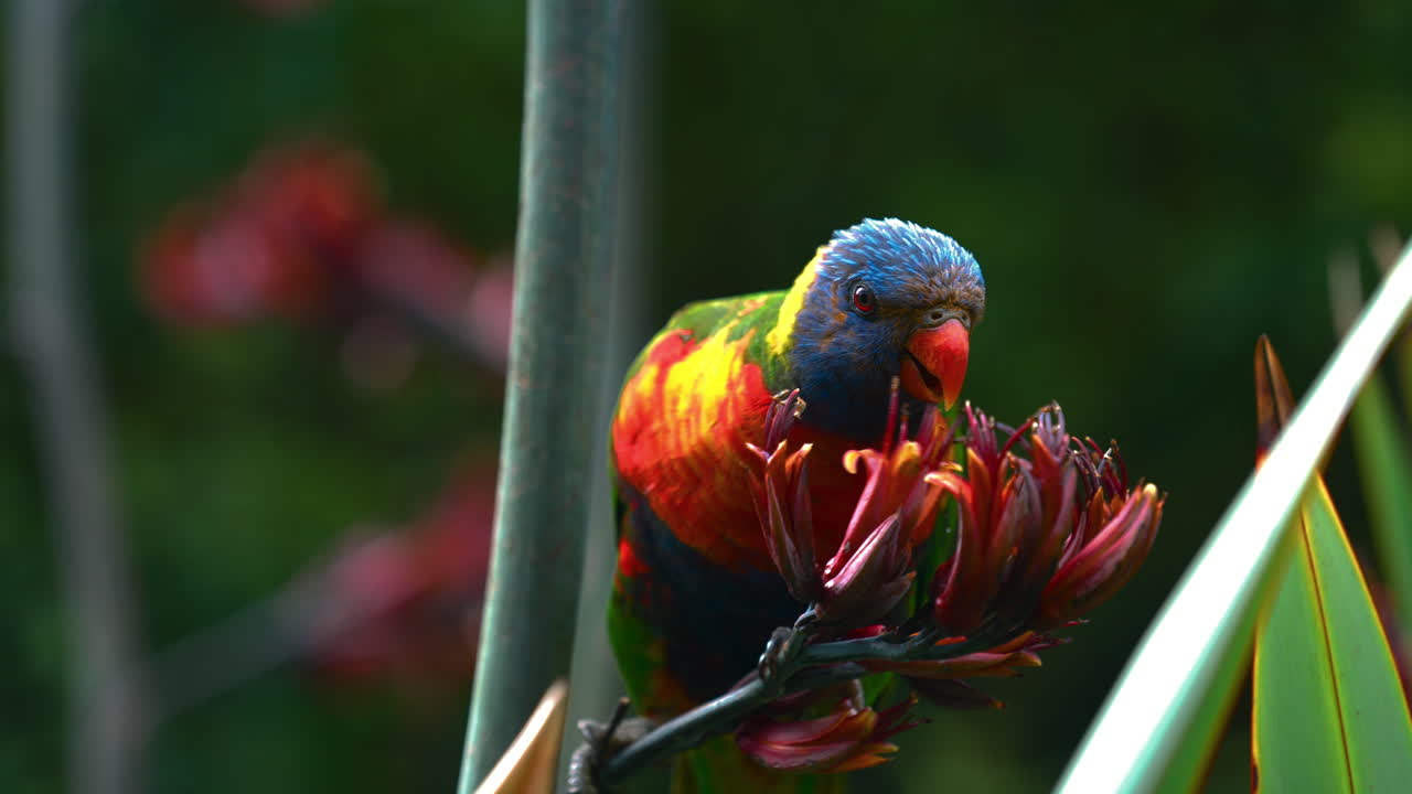 호주의 야생에서 무지개 lorikeet lory