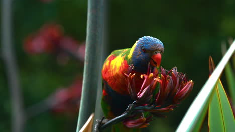 rainbow lorikeet lory in the wild in australia