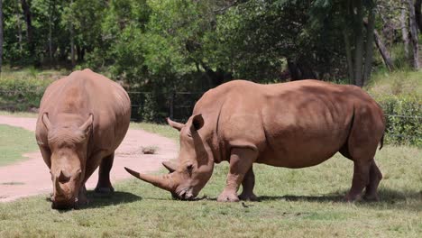 two rhinos peacefully grazing on grass