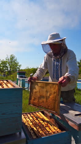 apiary on field. professional apiarist examining beehive harvest honeycombs on hot sunny day. beekeeping. honey production. vertical video