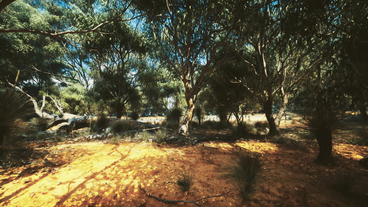 Sunlight filters through trees in a serene forest clearing during midday