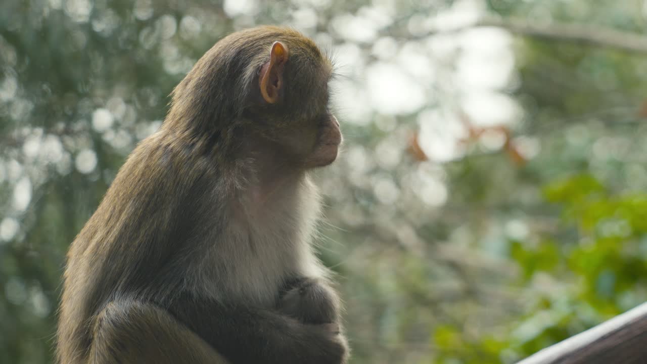 Close-up of a pensive monkey perched on a branch in the Zhangjiajie forest, capturing a moment of tranquility amidst the greenery